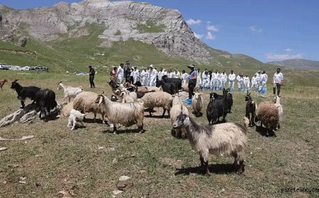 Hayvan Pazarları Kapatıldı