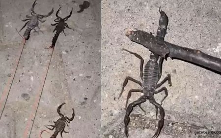 Köyü istila ettiler!