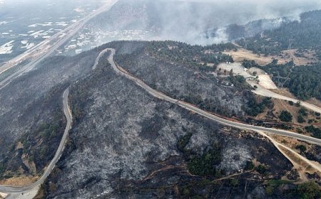 Yanan Ormanlarda Ağaçlandırma Krizi