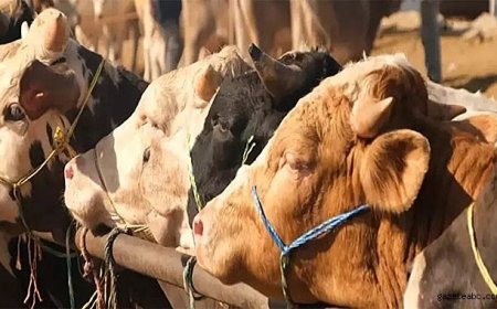 Şap Nedeniyle Hisarcık Karantinaya Alındı