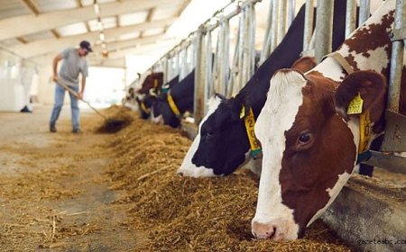 CİMER’e Giden Şikayet Köyde Gündem Oldu
