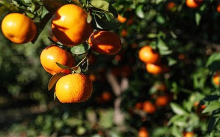 Fiyat Düşüşü Üreticiyi Sevindirdi