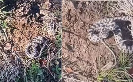 Vatandaşın Mantar Turu Tehlikeli Karşılaşmayla Sonlandı