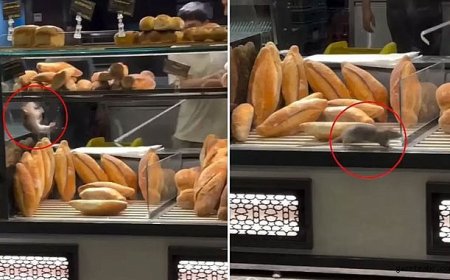 Fırın Vitrininde Fare Şoku