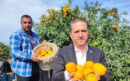 Toplanamayan Meyve Pazarı Çökertti