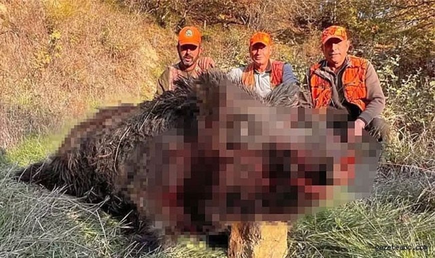 Tekirdağ’da Dev Boy Domuz Avı