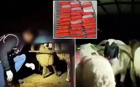 Bu Plan Şeytanın Aklına Gelmez