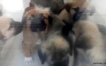 Köpeklere İstismar Davasında Karar Bozuldu