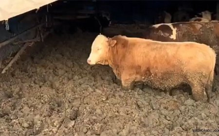 Çorum’da Hayvan Hakları İhlali