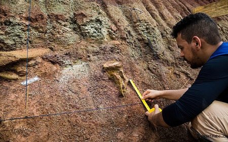 Brezilya’da Dev Dinozor Keşfi