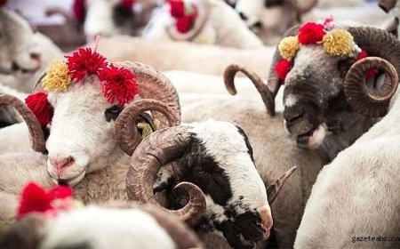 Hayvan Fiyatlarında Dikkat Çeken Yükseliş