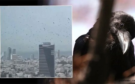 Uğursuzluk Mu? Kargalar Şehri Sardı