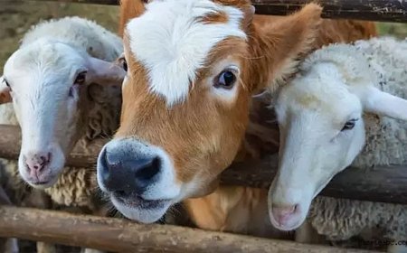 Vekaletle Kurban Kesim Bedeli Açıklandı