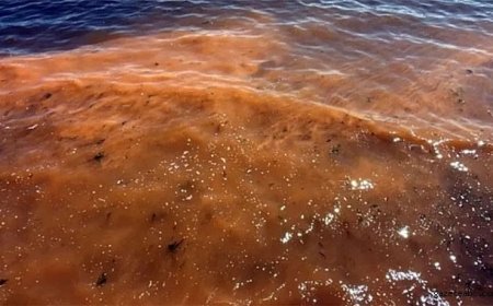 Marmara’da Şaşırtan Görüntü: "Deniz Rengi Değişti"