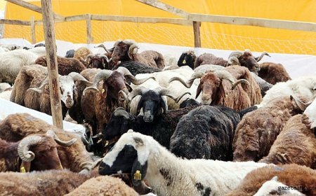 Kurbanlık fiyatları belli oldu
