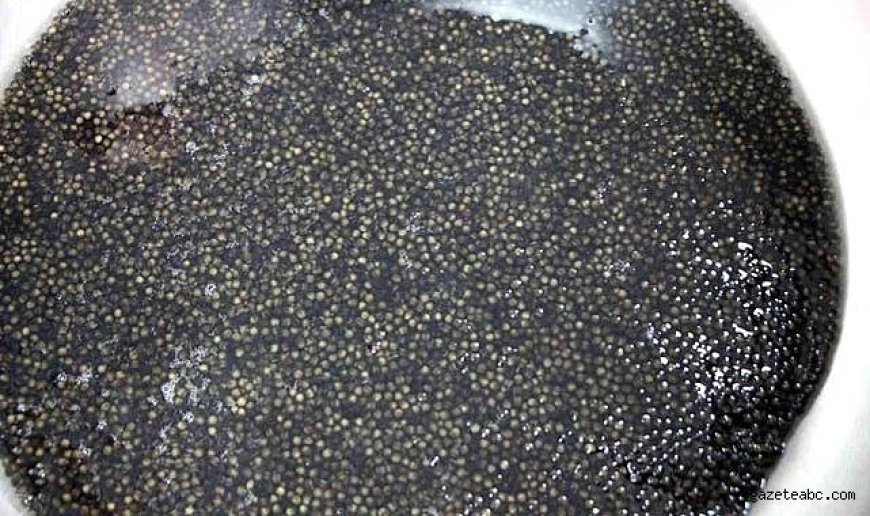 Siyah İnci Karadeniz’le Buluşuyor