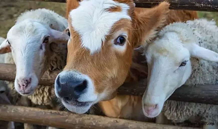 Vekaletle Kurban Kesim Bedeli Açıklandı