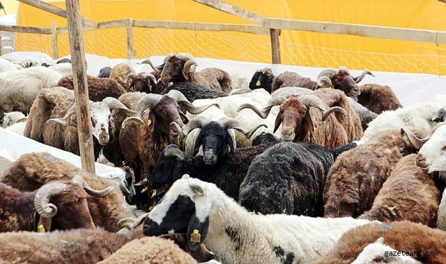 Kurbanlık fiyatları belli oldu