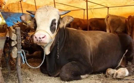 Kurban Bayramı Kapıda Fiyatlar Nerede?