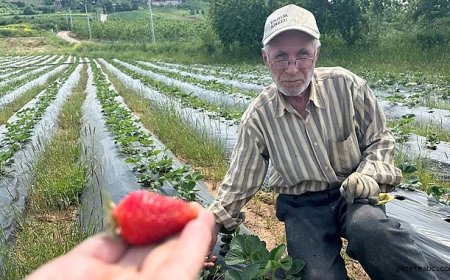 Yüksek girdi maliyetleri üreticiyi zorluyor