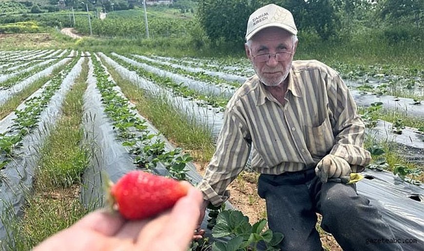 Yüksek girdi maliyetleri üreticiyi zorluyor