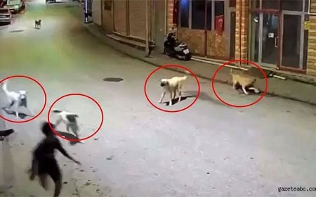 10 Yaşındaki Çocuğa Köpek Dehşeti