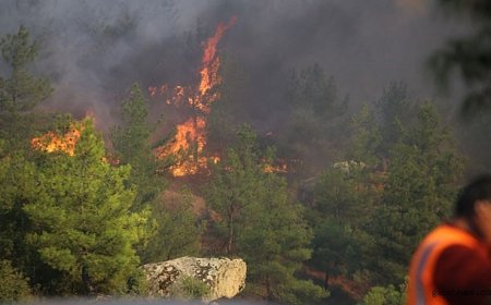 Gömeç'teki Yangında 2 Tutuklama