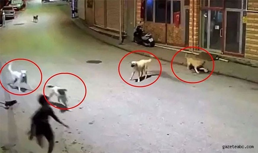 10 Yaşındaki Çocuğa Köpek Dehşeti