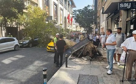 Şişli’de Ağaç Faciası: "2 Araç Hasarlı"