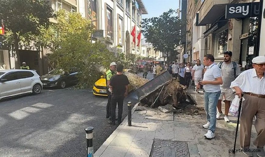 Şişli’de Ağaç Faciası: "2 Araç Hasarlı"
